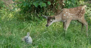 BAMBI - Immagine: 3