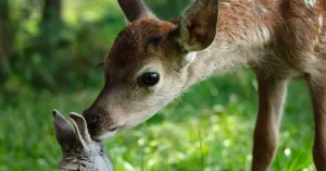BAMBI - Immagine: 2