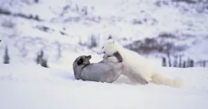 KINA E YUK ALLA SCOPERTA DEL MONDO - Immagine: 1